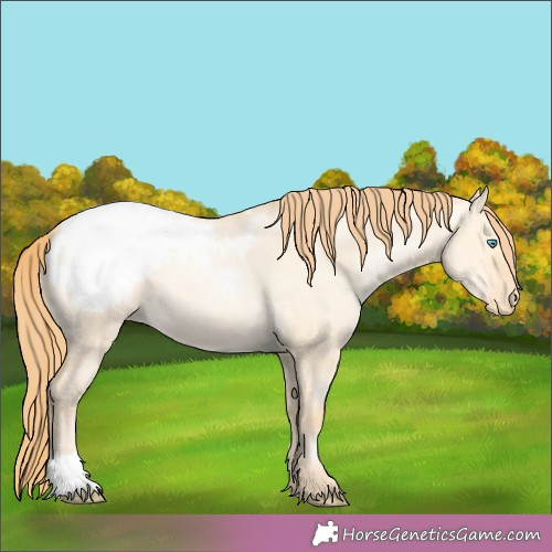 Horse Color:Buckskin Pearl Dun Appaloosa 