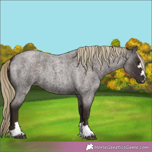 Horse Color:Liver Red Roan 