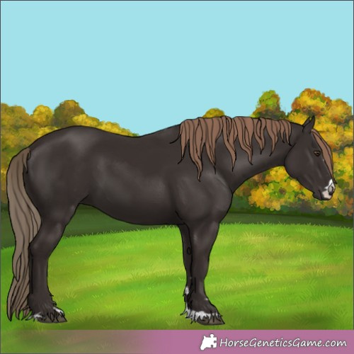 Horse Color:Liver Chestnut 