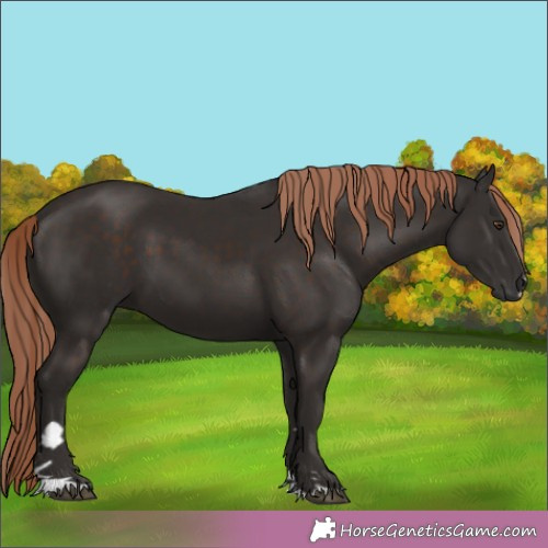 Horse Color:Liver Chestnut 