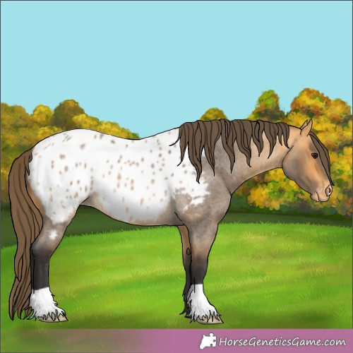 Horse Color:Buckskin Roan Appaloosa 