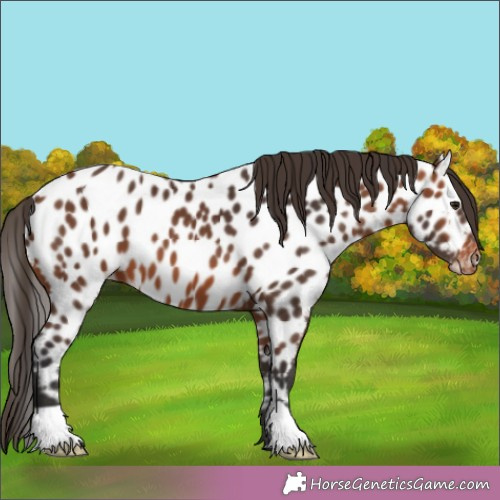 Horse Color:Bay Appaloosa 