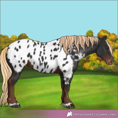 Horse Color:Liver Chestnut Appaloosa 