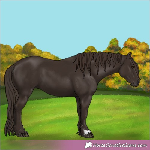 Horse Color:Liver Chestnut 