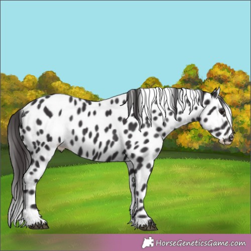 Horse Color:Smoky Black Appaloosa 