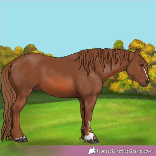 Horse Color:Chestnut 