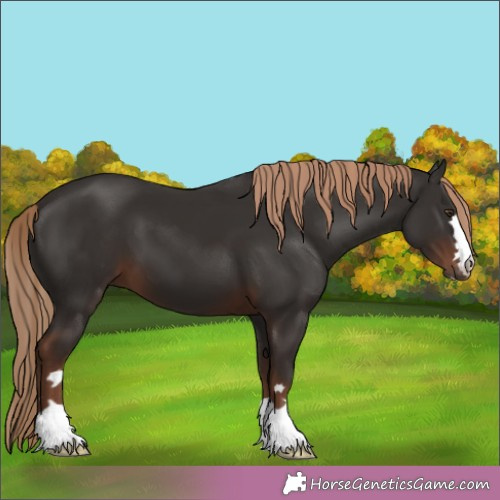 Horse Color:Liver Chestnut 