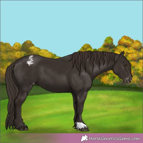 Horse Color:Liver Chestnut Appaloosa 