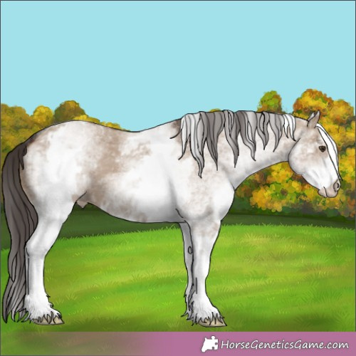 Horse Color:White Spotted Liver Red Dun 