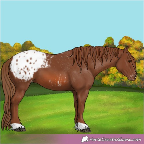 Horse Color:Chestnut Appaloosa 
