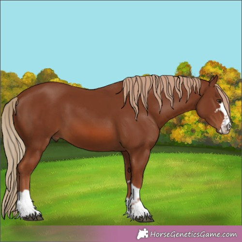 Horse Color:Chestnut 