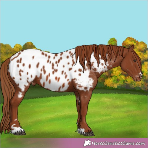 Horse Color:Chestnut Appaloosa 