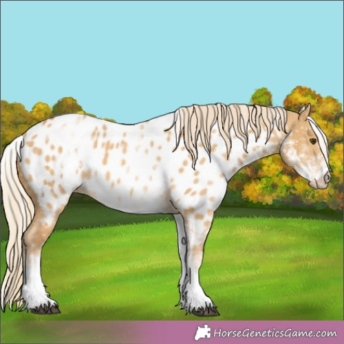 Horse Color:White Spotted Palomino Dun Appaloosa 