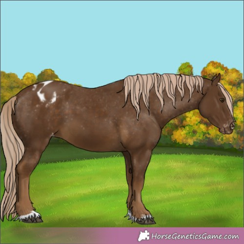 Horse Color:Chocolate Palomino Appaloosa 