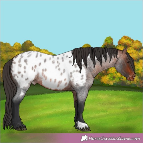 Horse Color:Bay Roan Appaloosa 