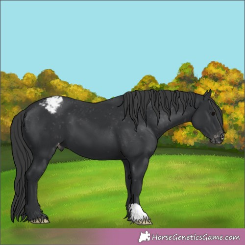 Horse Color:Black Appaloosa 