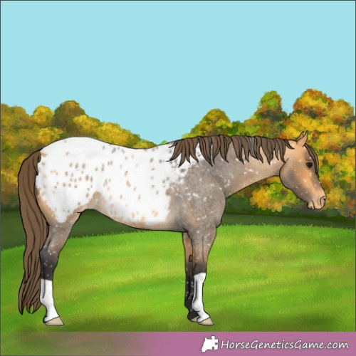 Horse Color:Buckskin Roan Appaloosa 