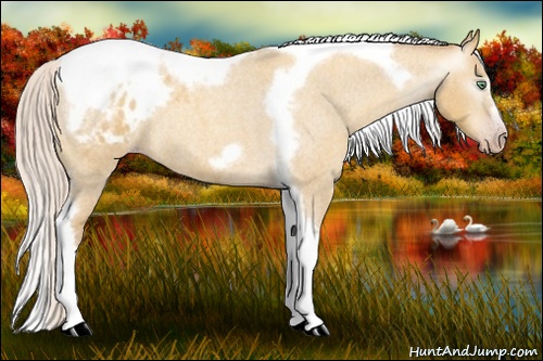 Horse Color:Gray Silver Amber Cream Champagne Roan Dun Splash Tobiano Frame Appaloosa Rabicano 