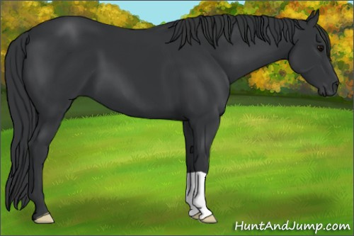 Horse Color: Black 