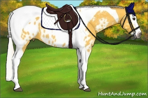 Horse Color:Gray Silver Buckskin Splash Tobiano Appaloosa 