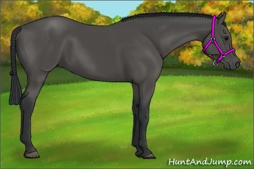 Horse Color:Black 