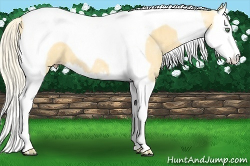 Horse Color:Gold Cream Champagne Splash Tobiano 