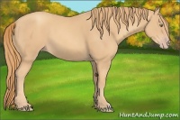 Horse Color:Gold Champagne