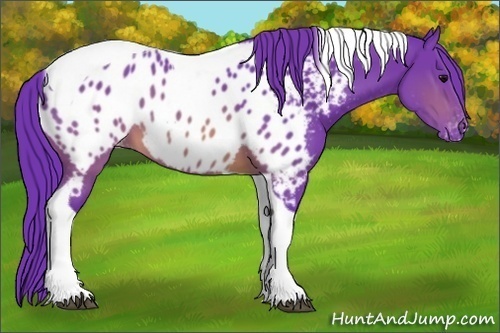 Horse Color:Watercolor Brown Tobiano Appaloosa 