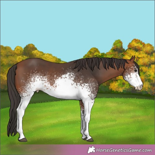 Horse Color:White Spotted Bay 