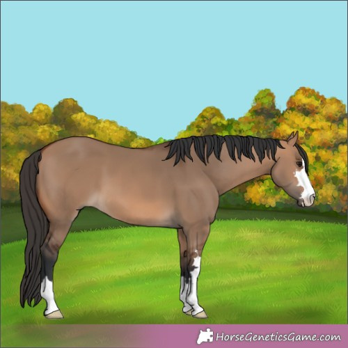 Horse Color:Bay Dun 