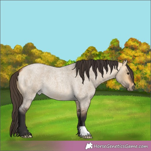 Horse Color:Buckskin Roan Dun 