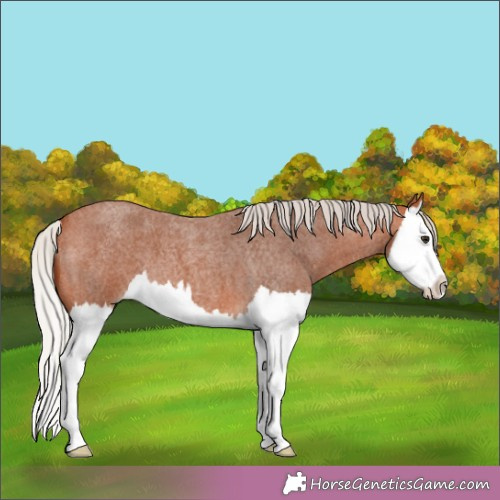 Horse Color:Silver Bay Roan Splash 