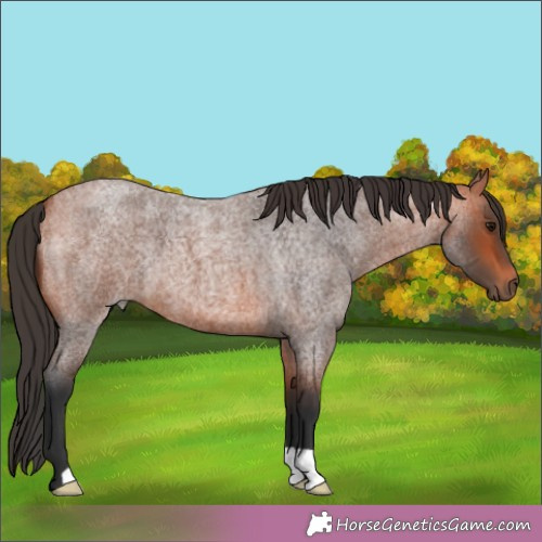 Horse Color:Bay Roan 