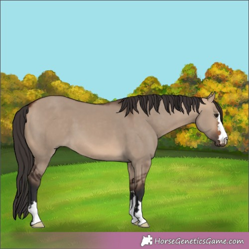 Horse Color:Bay Dun 