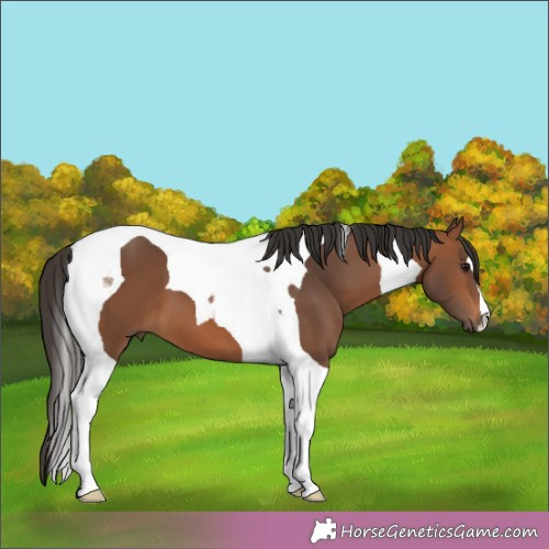 Horse Color:Bay Tobiano 