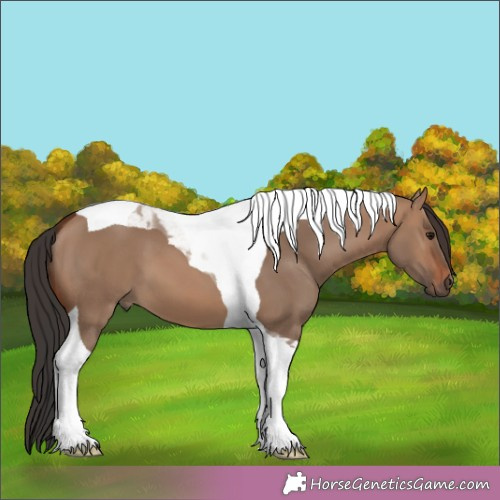 Horse Color:Brown Dun Tobiano 