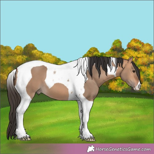 Horse Color:Bay Dun Tobiano 