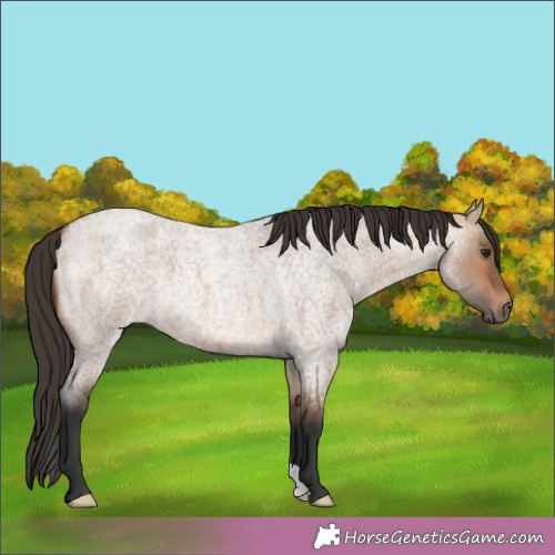 Horse Color:Bay Roan Dun 