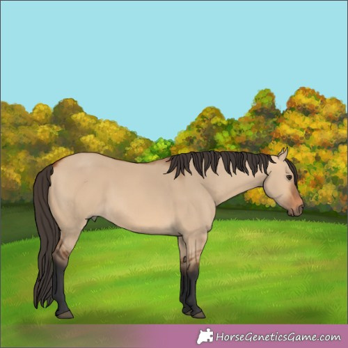 Horse Color:Bay Dun Rabicano 