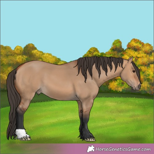 Horse Color:Bay Dun 
