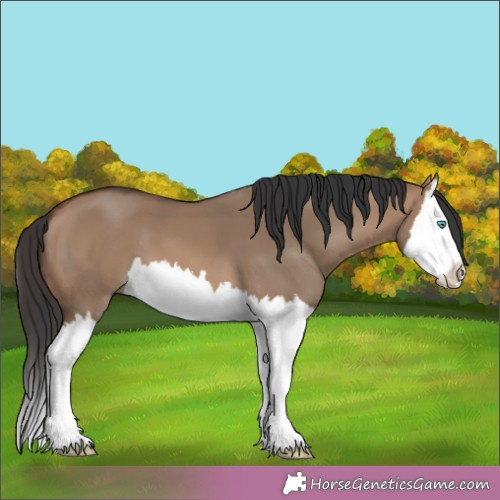 Horse Color:Brown Dun Splash 