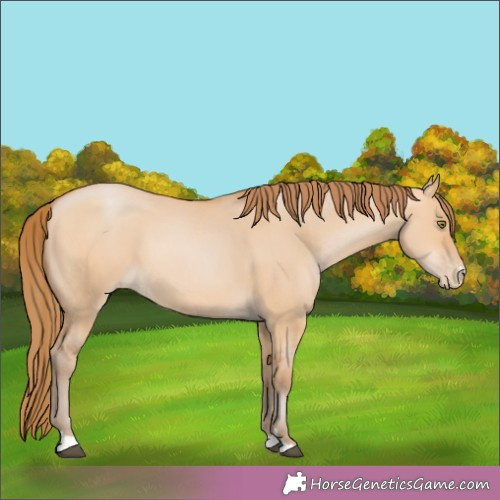 Horse Color:Bay Pearl Dun 