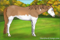 Horse Color:Chestnut Splash Frame