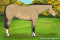 Horse Color:Buckskin Tobiano 