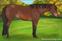 Horse Color:Bay 