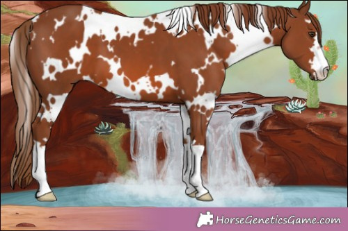 Horse Color:White Spotted Chestnut 