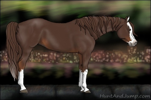 Horse Color:Gray Chestnut Sabino Splash 