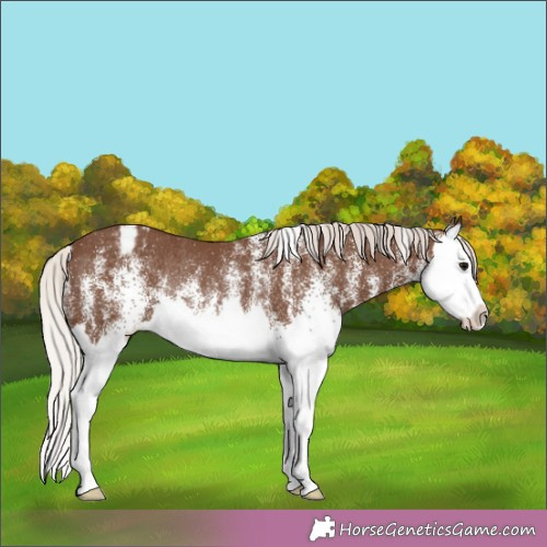 Horse Color:White Spotted Silver Black Splash Appaloosa Rabicano