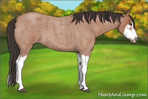 Horse Color:Bay Roan Splash Frame