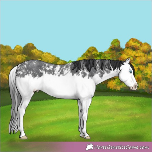 Horse Color:Unknown 